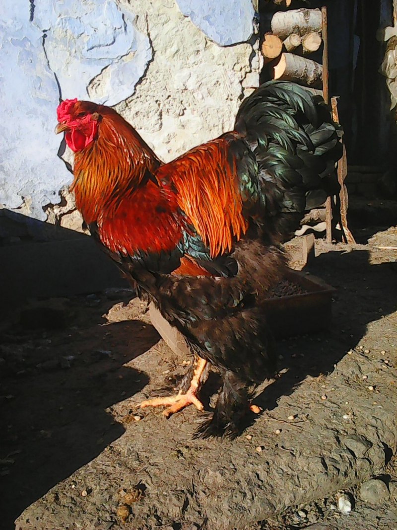 Петух породы Брама