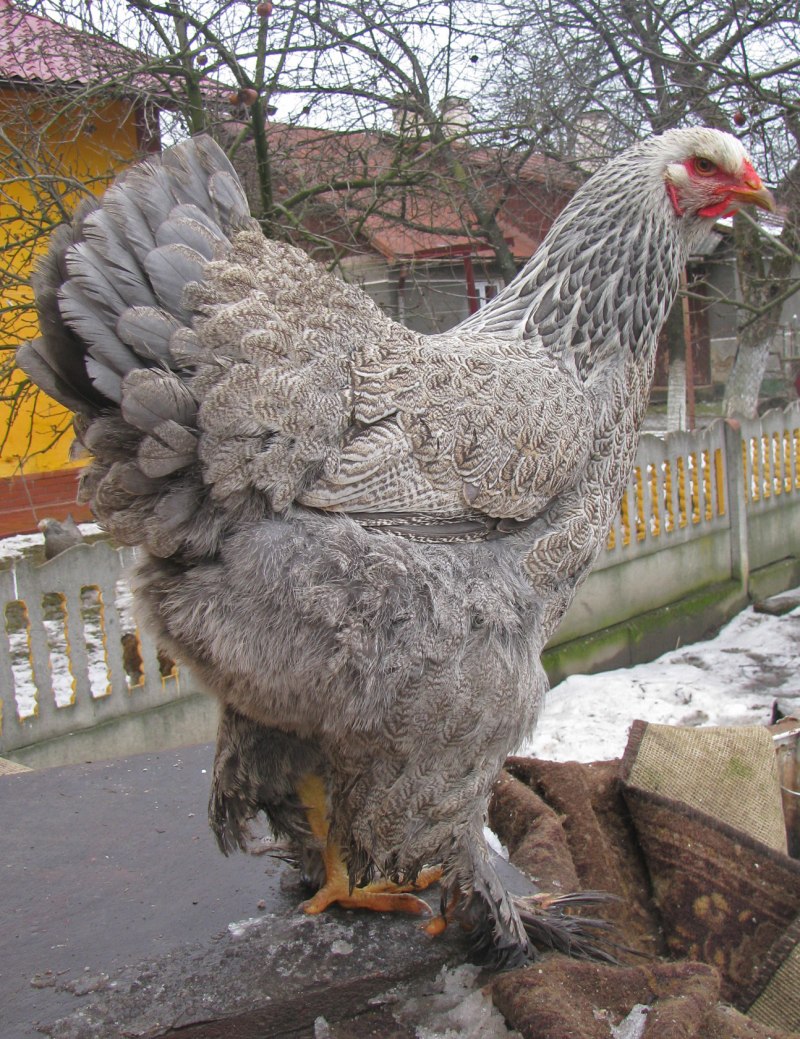 Брама светлая куропатчатая