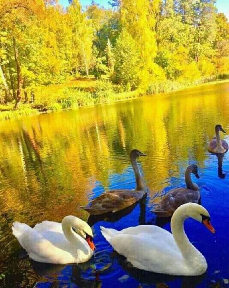 Лебеди на озере