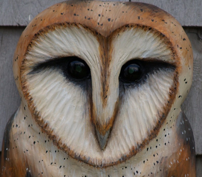 Phodilus assimilis
