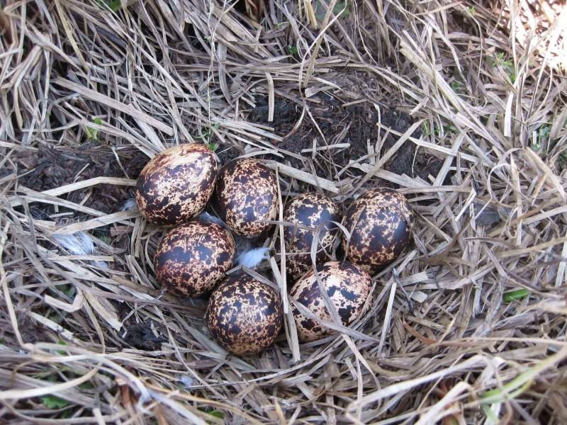 Гнездо куропатки