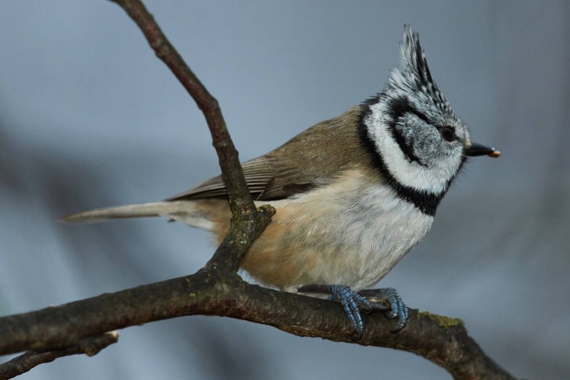 Синица хохлатая (Parus cristatus)