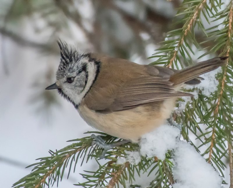 Синица хохлатая (Parus cristatus)