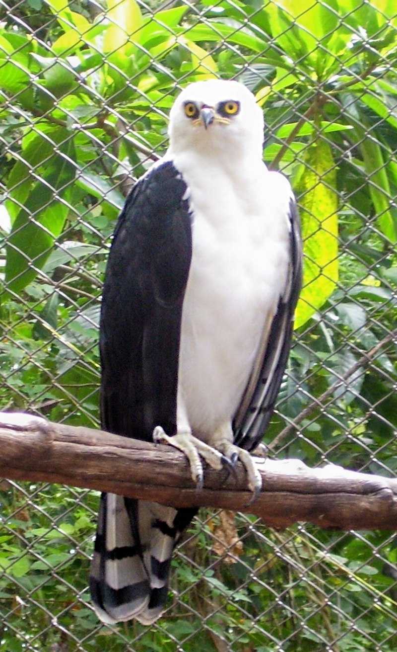 Spizaetus melanoleucus