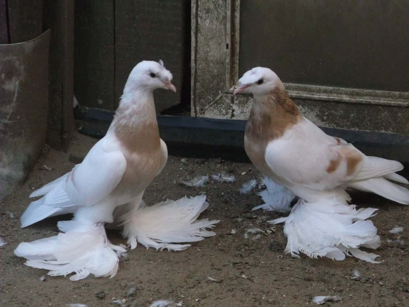 Голубь ДВУХЧУБЫЙ Бухарский
