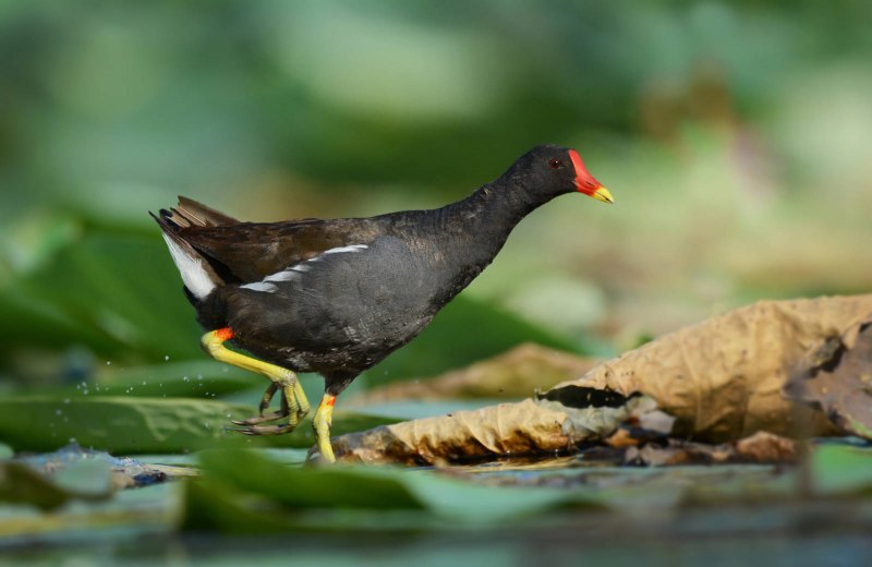 Камышница Gallinula chloropus (Linnaeus, 1758)