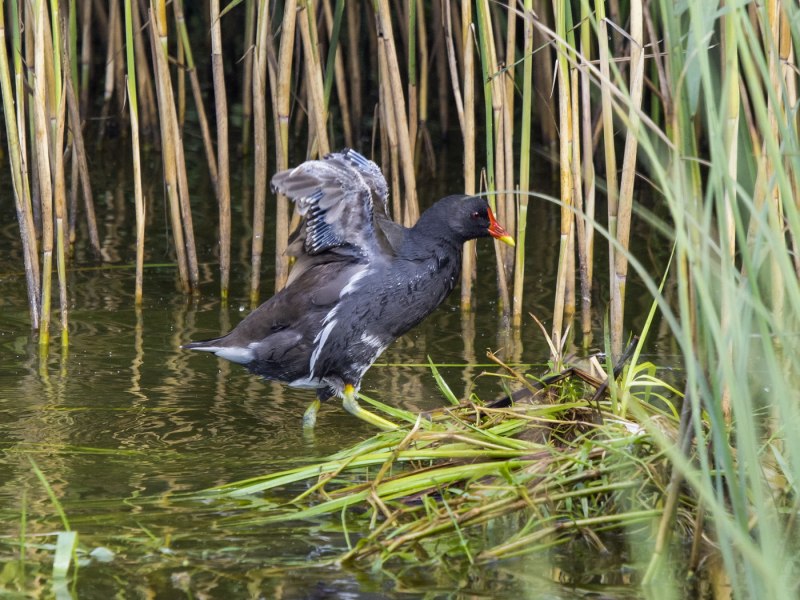 Moorhen