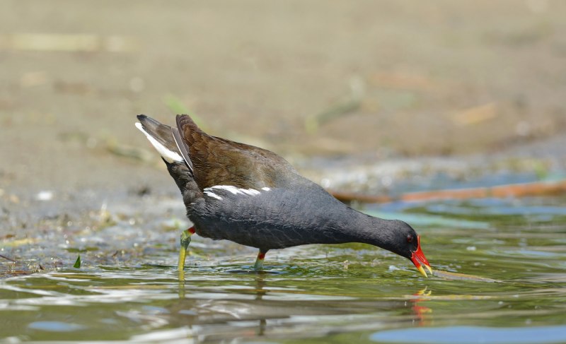 Камышница Gallinula chloropus