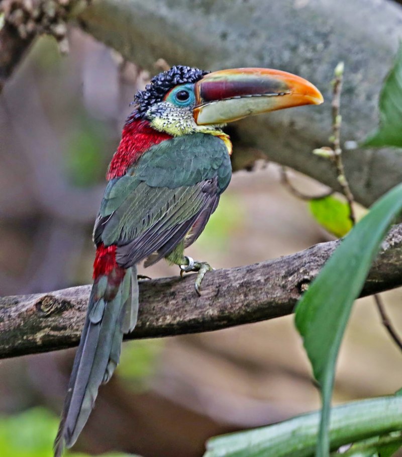 Pteroglossus beauharnaesii