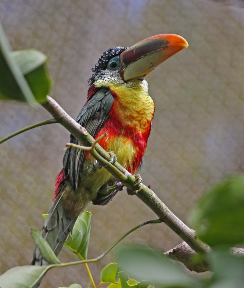 Pteroglossus beauharnaesii