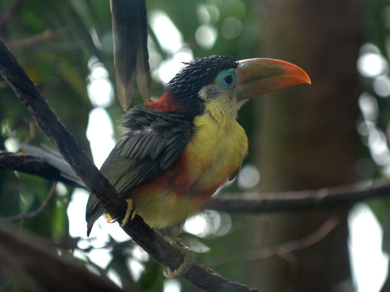 Pteroglossus beauharnaesii