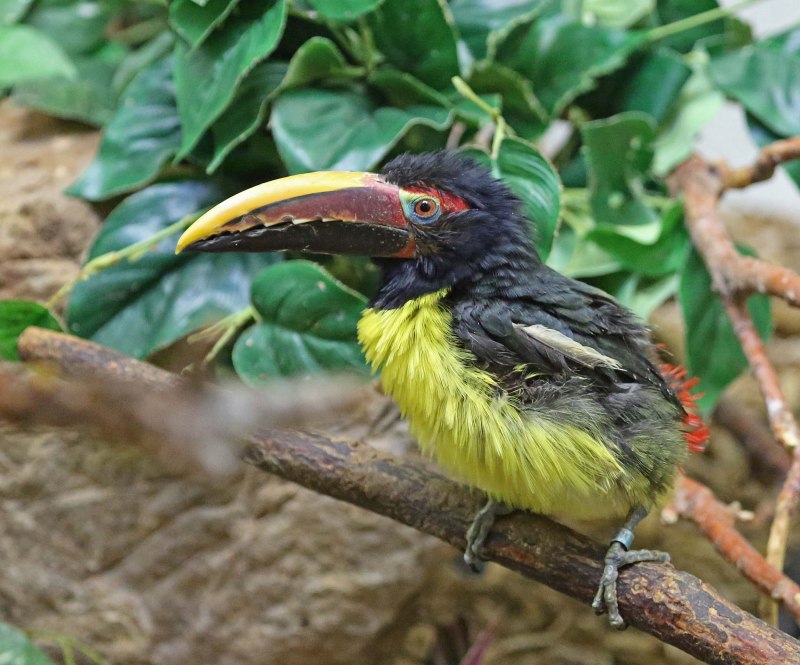 Pteroglossus viridis