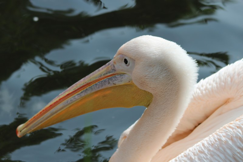 Pelecanus onocrotalus