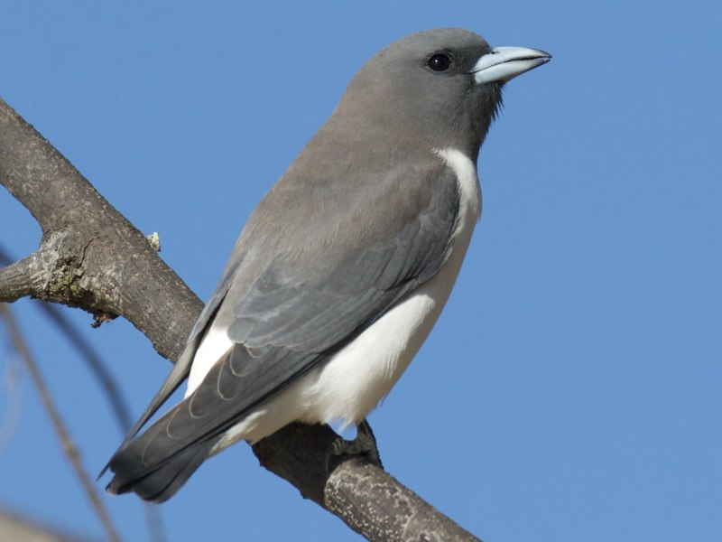 Dusky Woodswallow