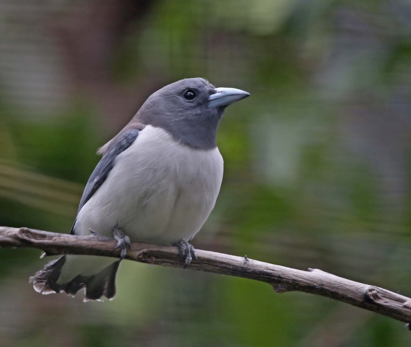 Artamus cyanopterus