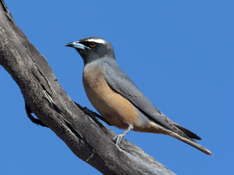 Artamus cyanopterus