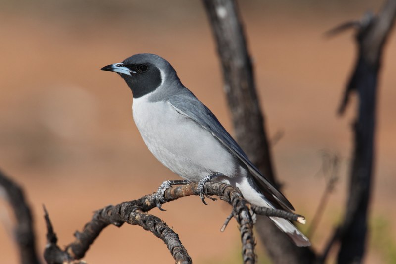 Dusky Woodswallow