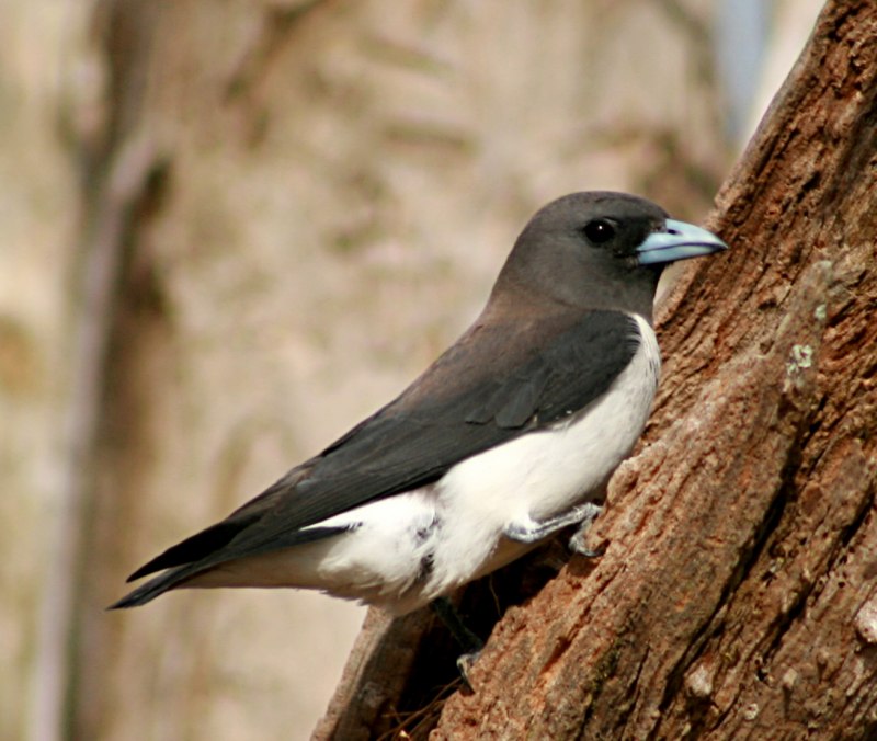 Coracina caesia