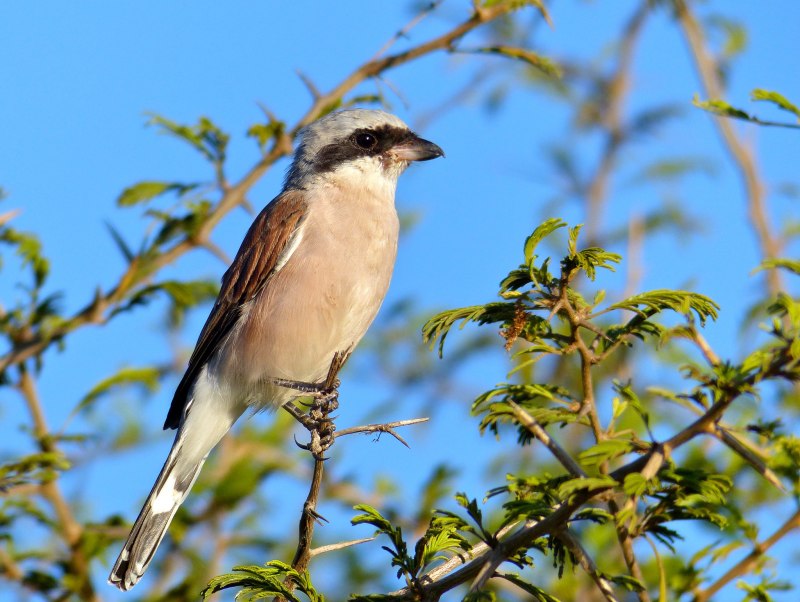 Red-breasted Nuthatch