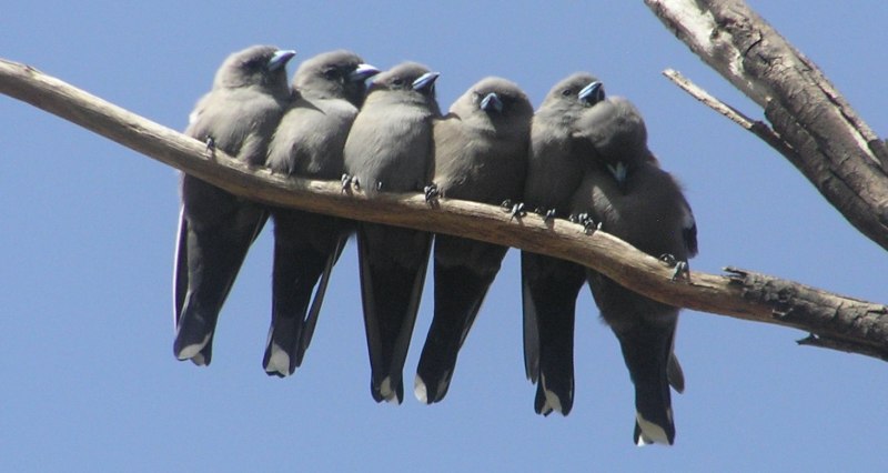8 Птиц