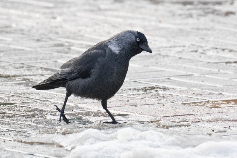 Stone Raven