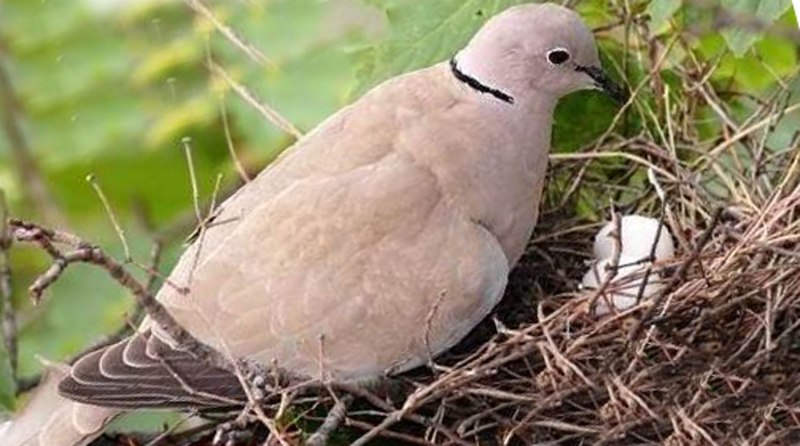 Кольчатая Горлица гнездо