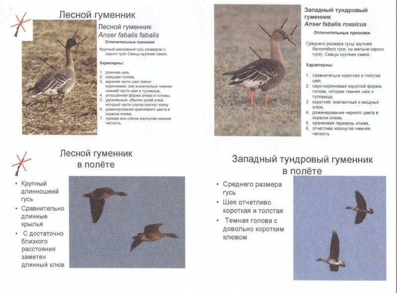 Гнездо гуся пискульки