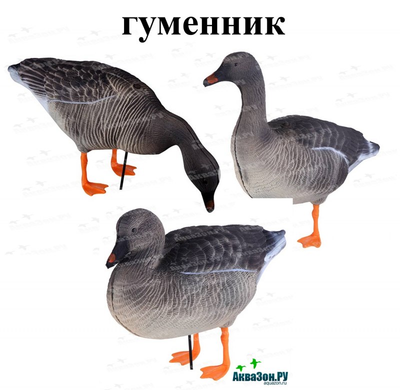 Серый Гусь Anser Anser