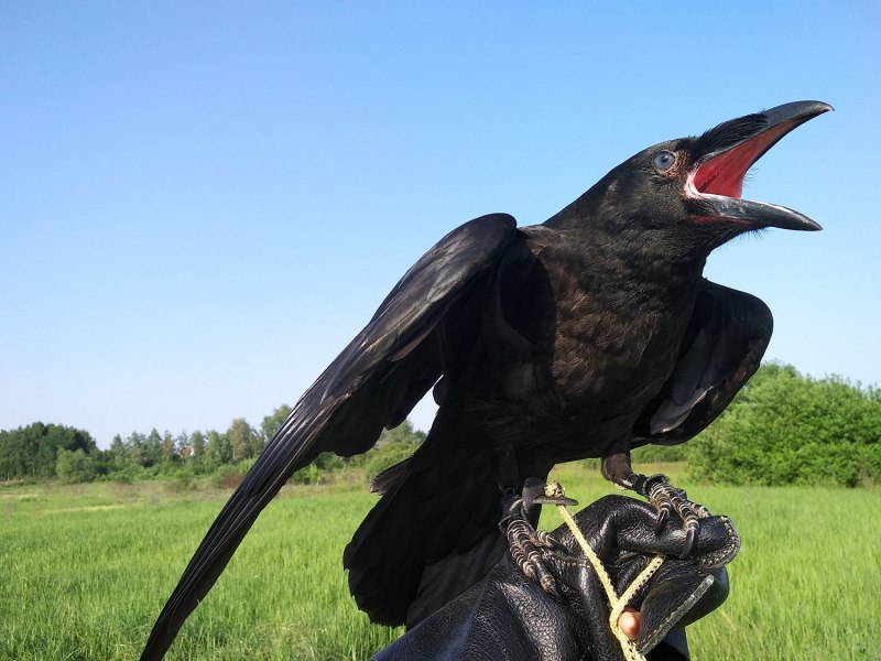 Исполинский ворон
