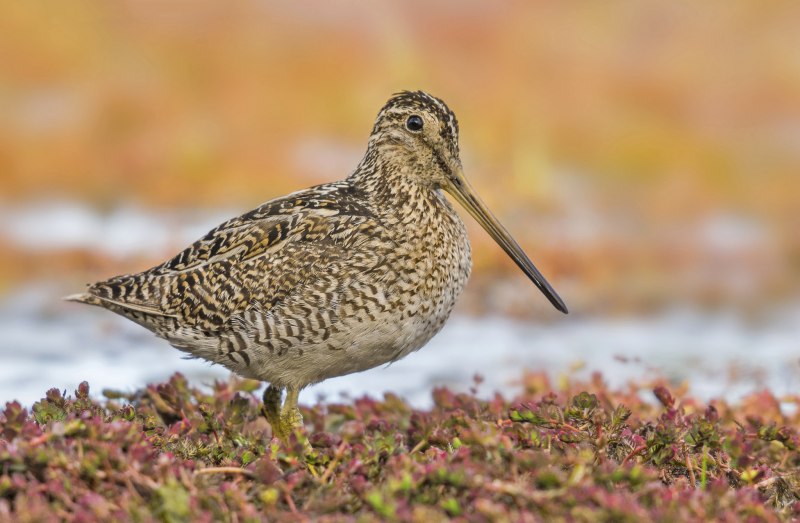 The common Snipe (Gallinago Gallinago)
