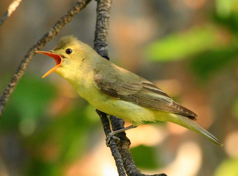 . Пеночка-Таловка – Phylloscopus Borealis