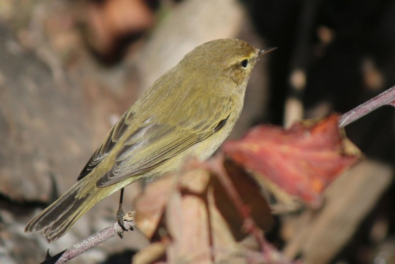 Светлоголовая пеночка (Phylloscopus coronatus)