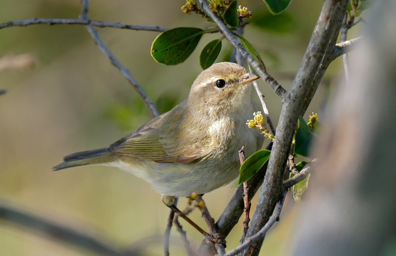Бледная пересмешка (hippolais pallida)