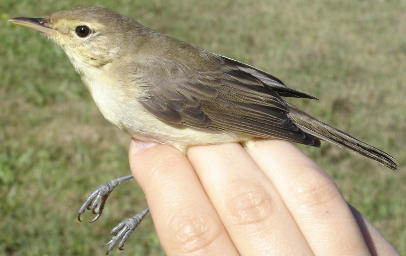 Бледная пересмешка (hippolais pallida)