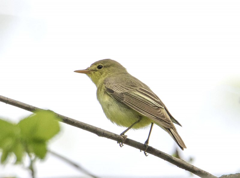 Common Newtonia