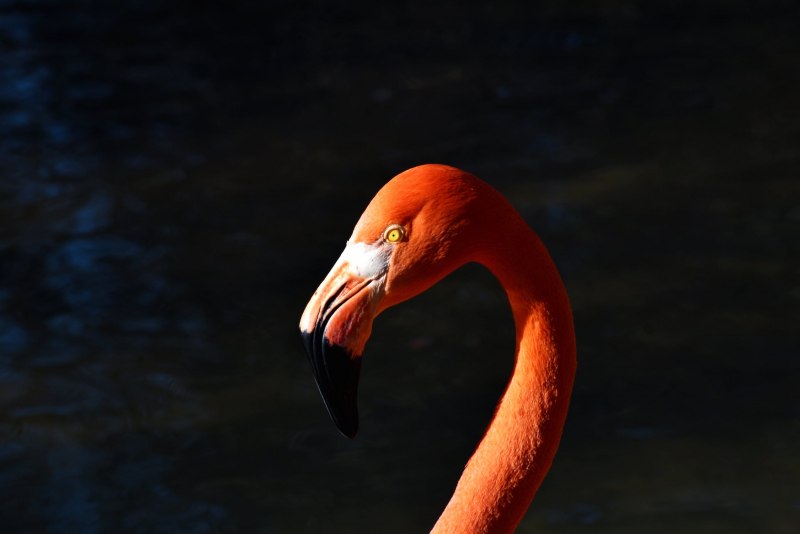 Flamingo head