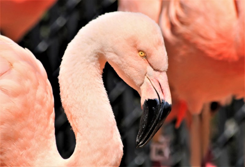 Flamingo head
