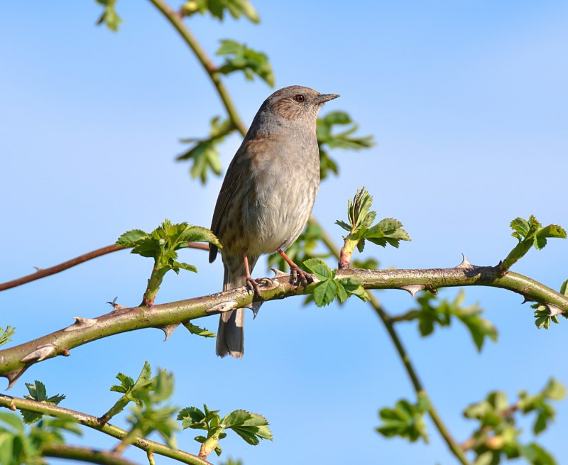 Prunella himalayana