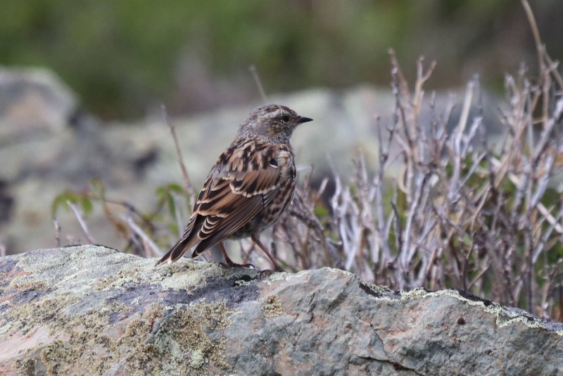 Prunella collaris