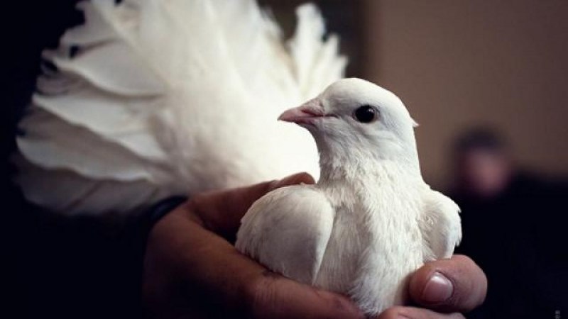 Голубка в руках