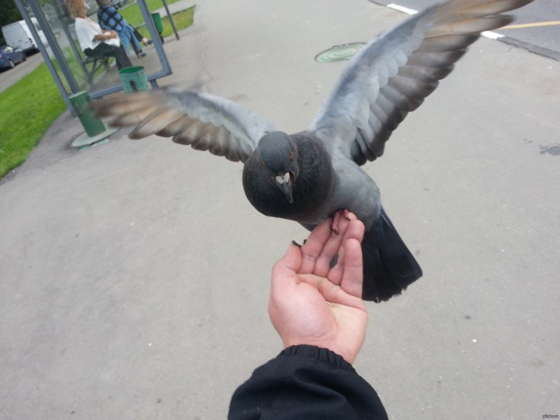 Голубь сел