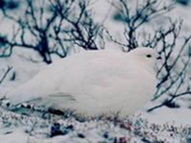 Полярная Сова в лесотундре
