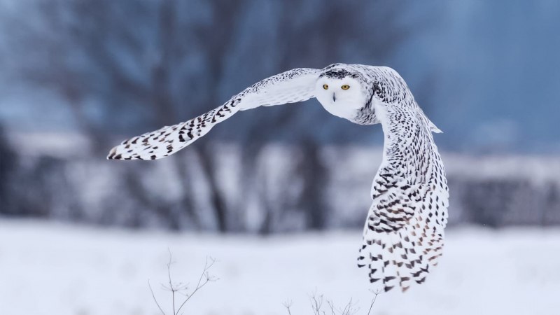 Полярная крачка