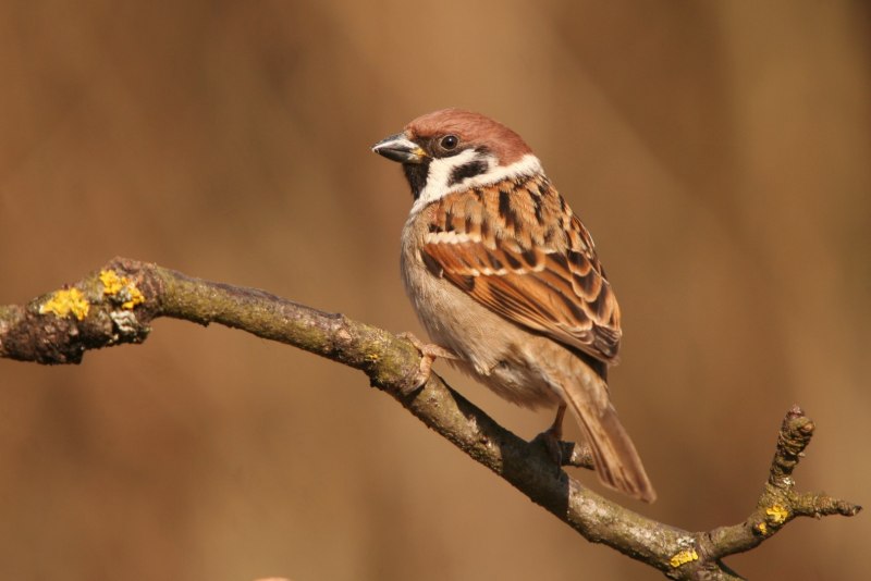 Sparrow картинки для детей