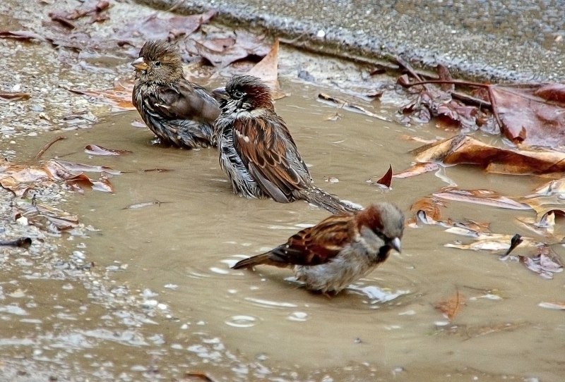Helena Sparrow
