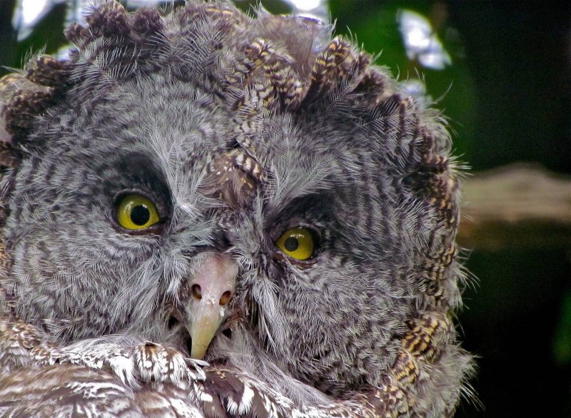 Филин (the Owl) 1991