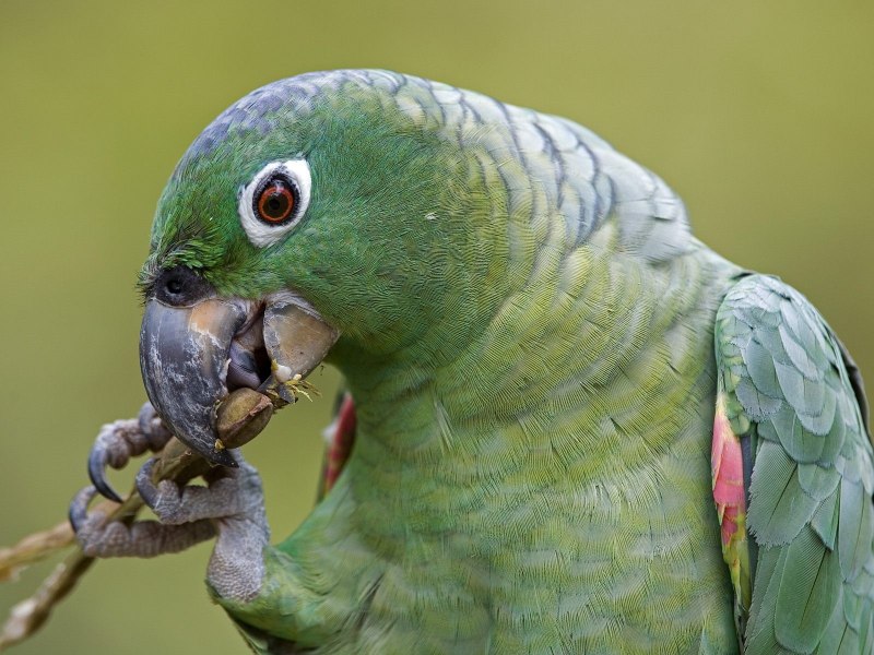 Краснощекий попугай (Amazona arausiaca)