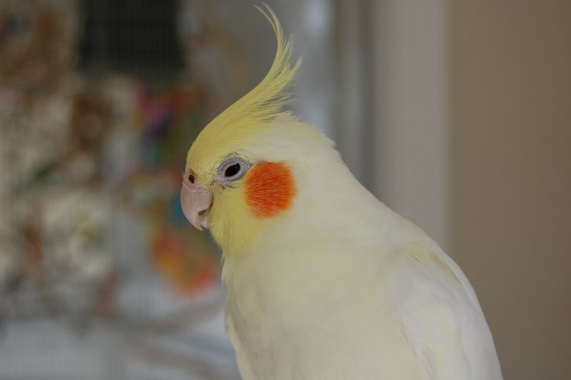 Корелла лютино