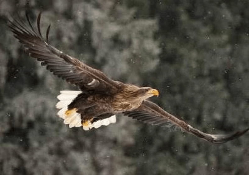 Орлан-белохвост Haliaeetus albicilla (Linnaeus, 1758)