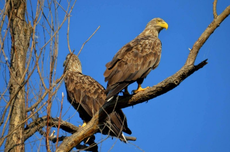 Орлан-белохвост Haliaeetus albicilla (Linnaeus, 1758)